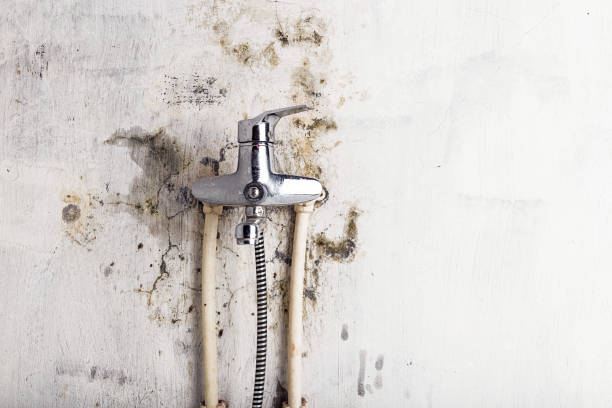 Best Professional Mold Removal  in Kodi Station, AK