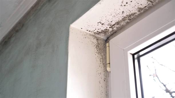 Best Office Mold Removal Services  in Kodi Station, AK