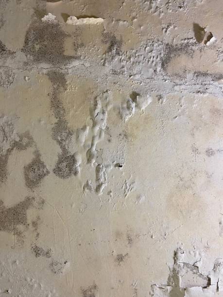 Best Crawl Space Mold Removal  in Kodi Station, AK