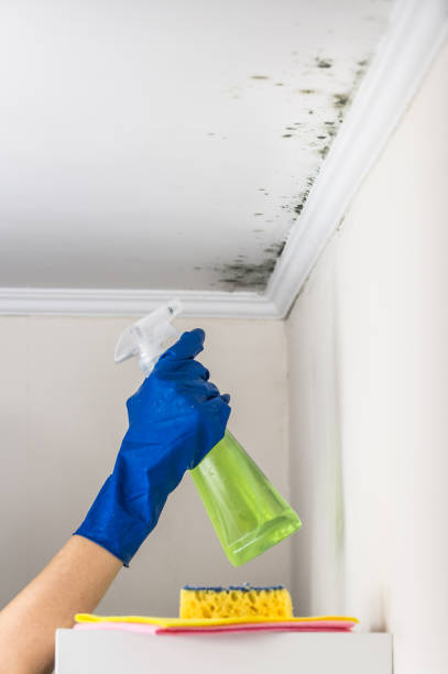 Best Mold Testing and Removal  in Kodi Station, AK